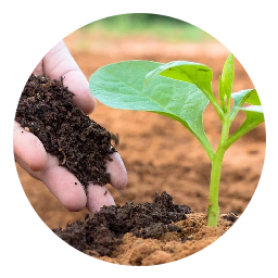 Bio –fertilizer