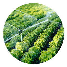 Micro irrigation (1)